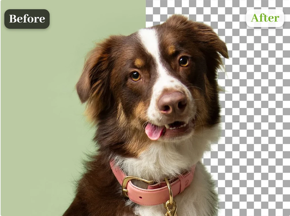 Pet portrait with the background removed